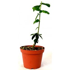 Arabian Jasmine Plant - Grand Duke of Tuscany - Fragrant - 4" Pot   
